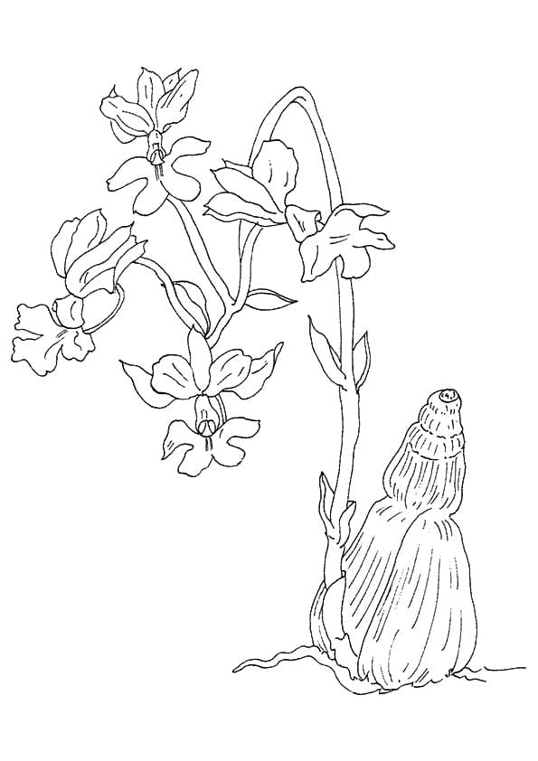 Desenho Orquídea para Colorir e Baixar