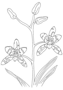 Desenho orquídea para Colorir Imprimível