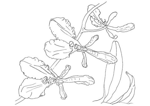 Desenho orquídea para Colorir para crianças