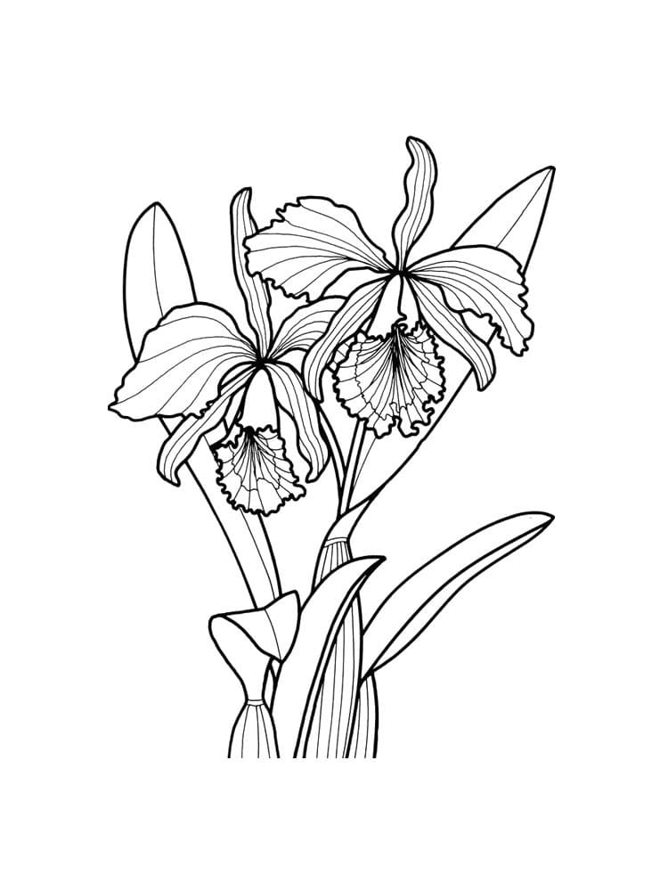Desenho Orquídea para Colorir Tinta Guache