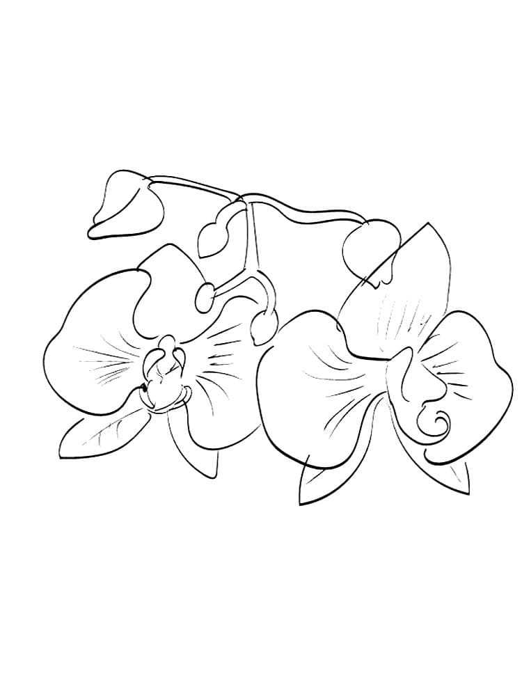 Desenhos de Orquídea para Colorir
