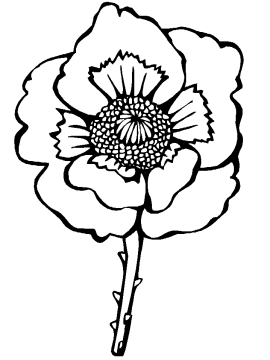 Desenho Flor da califórnia para Imprimir e Pintar