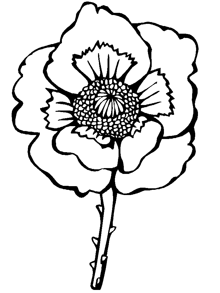Desenhos de Papoula da Califórnia para Colorir