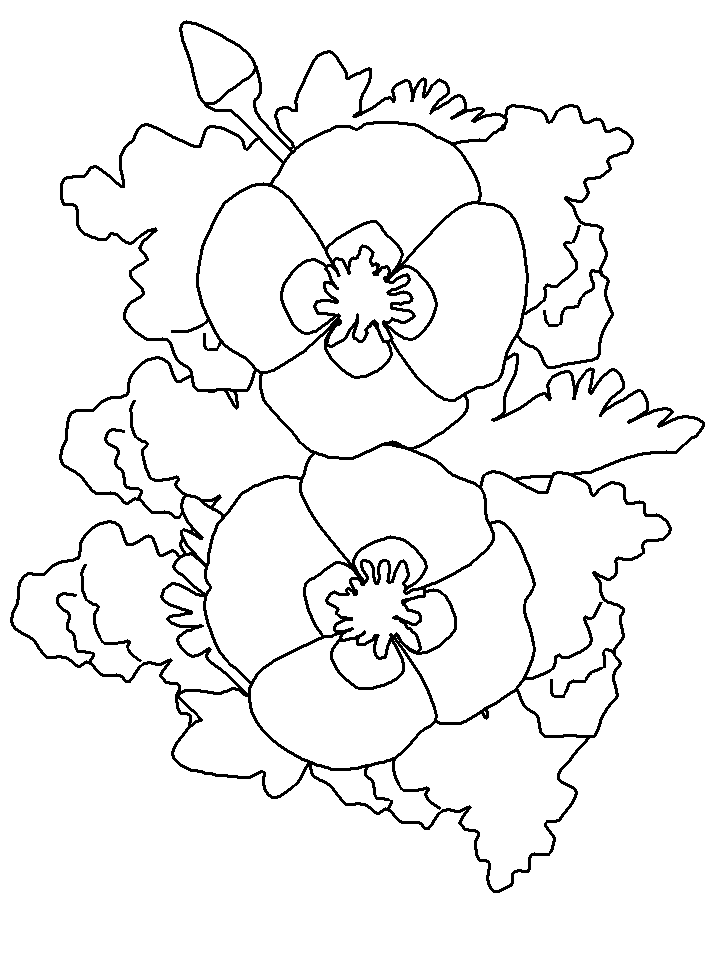 Desenhos de Papoula para Colorir