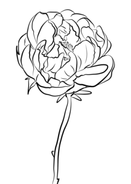 Desenho de Flor Peonia para Colorir