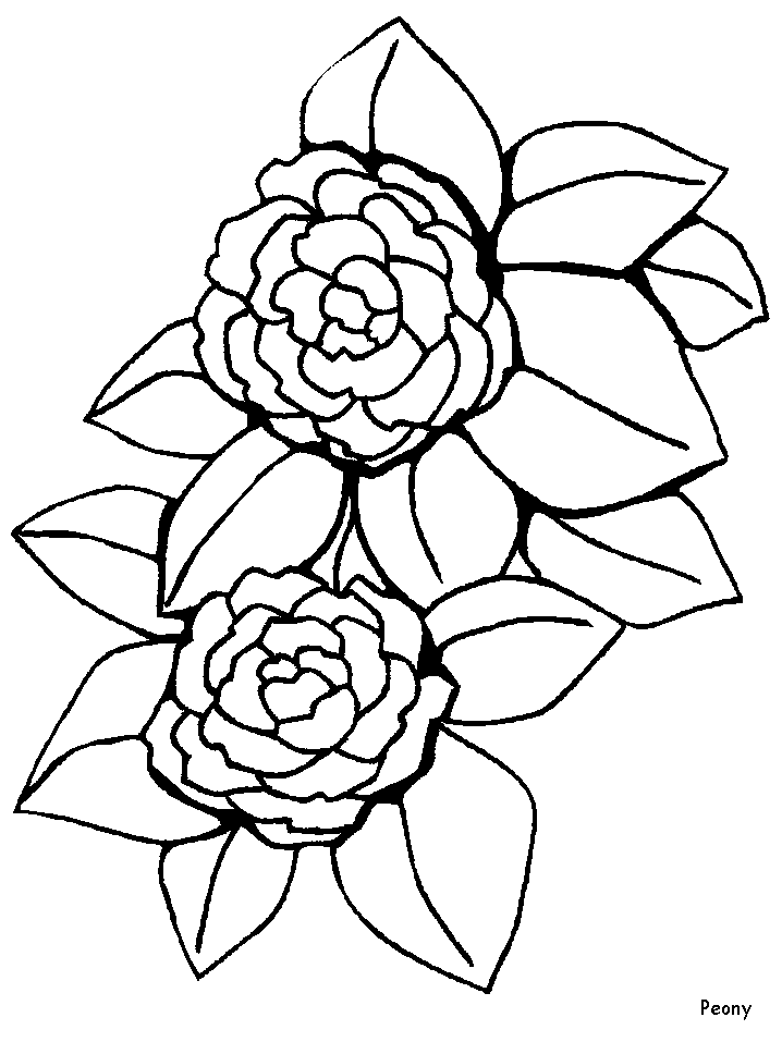 Desenho Pdf de Flor Peonia para Imprimir e Pintar com Lápis de Cor