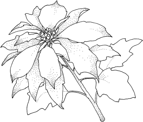 Baixar Desenho Pdf de Flor Poinsetia para Pintar Grátis