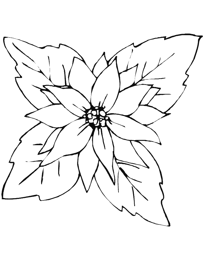 Desenho de Poinsetia para Colorir