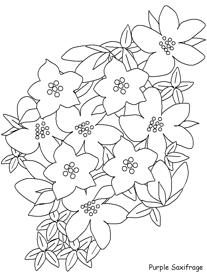 Desenhos de Saxifrage para Colorir
