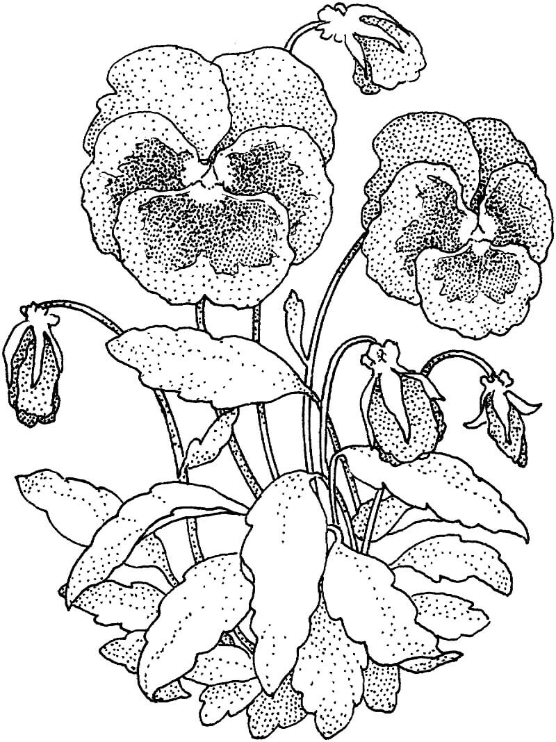 Baixar Foto de Desenho Flor Violeta para Colorir