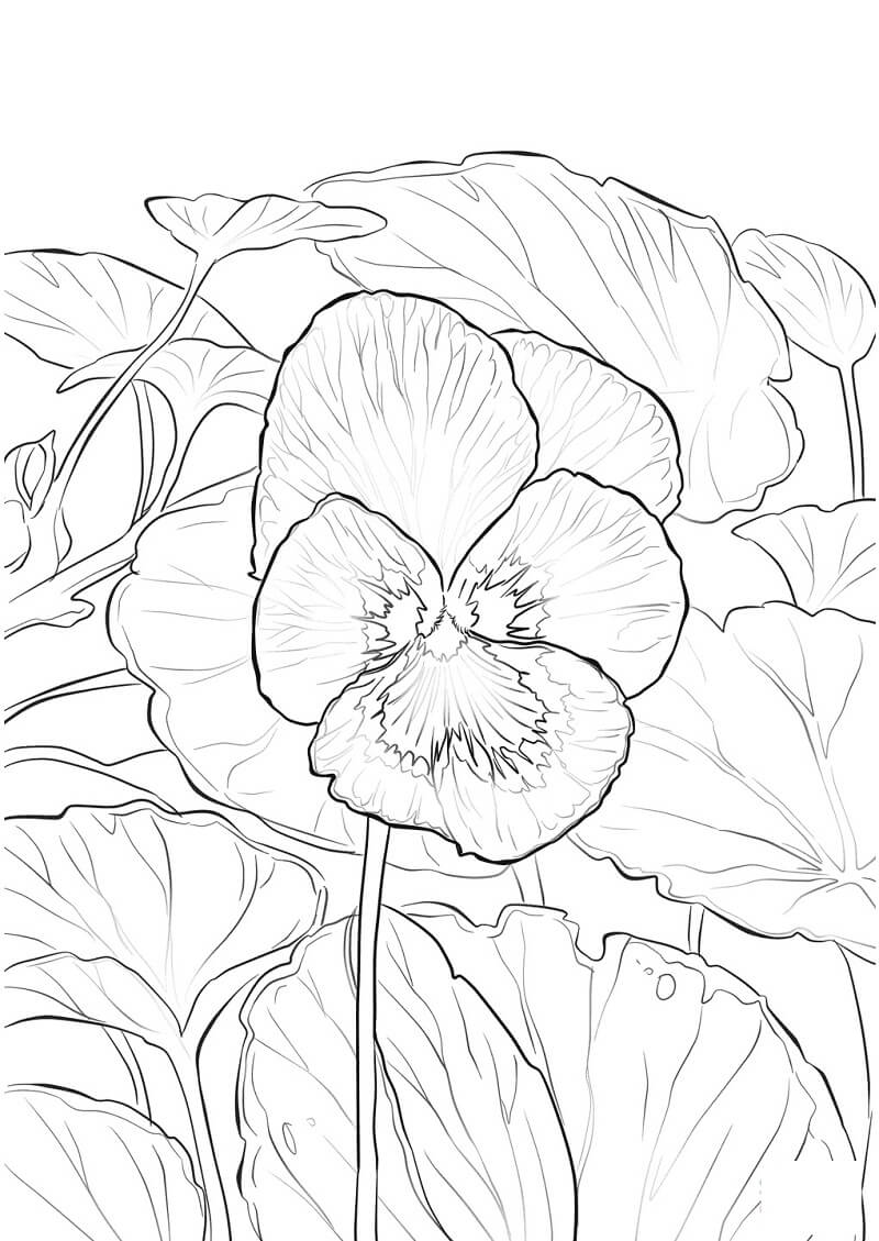 Desenho de Flor Violeta com Detalhes para Colorir e Imprimir