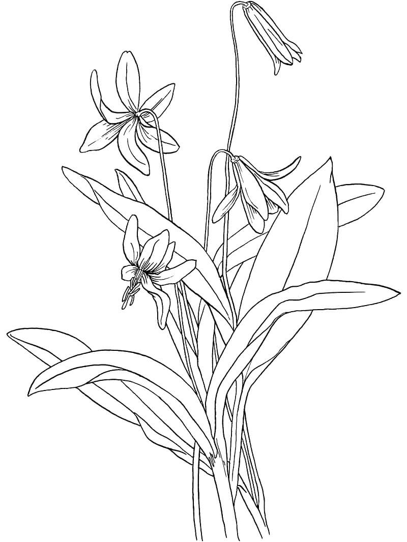 Desenho de Flor Violeta para Desenhar e Colorir Fácil
