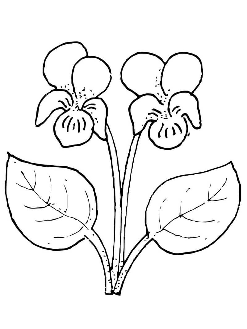 Desenho Flor Violeta para Colorir