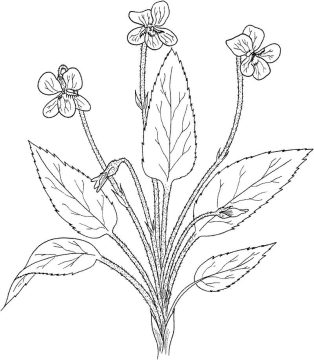 Desenho violá Fimbriatula para Colorir