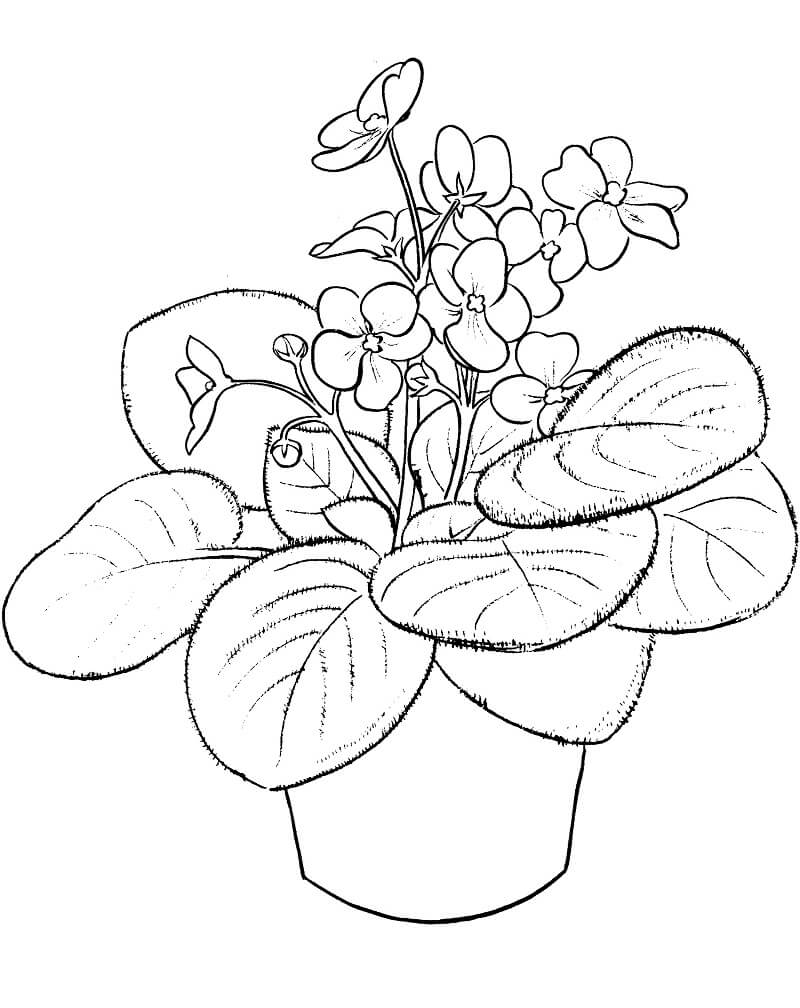Desenho Violeta Africana para Colorir