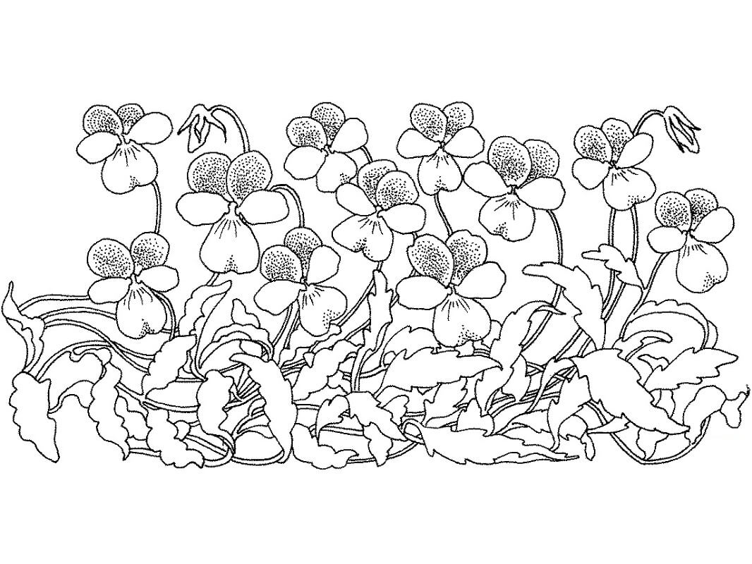 Desenho Violeta Azul para Colorir