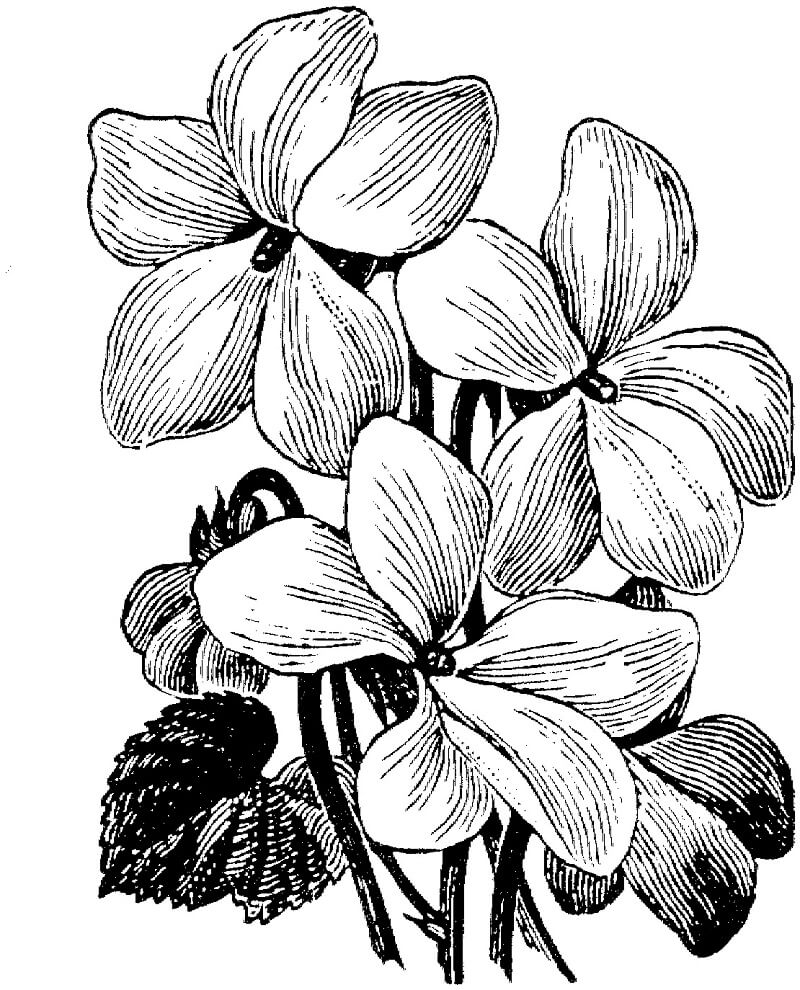 Desenho Violeta Branca para Colorir