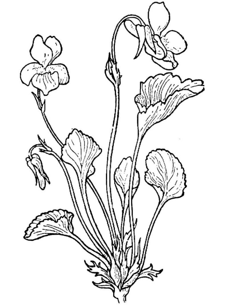 Desenho Violeta Clara da Montanha para Colorir