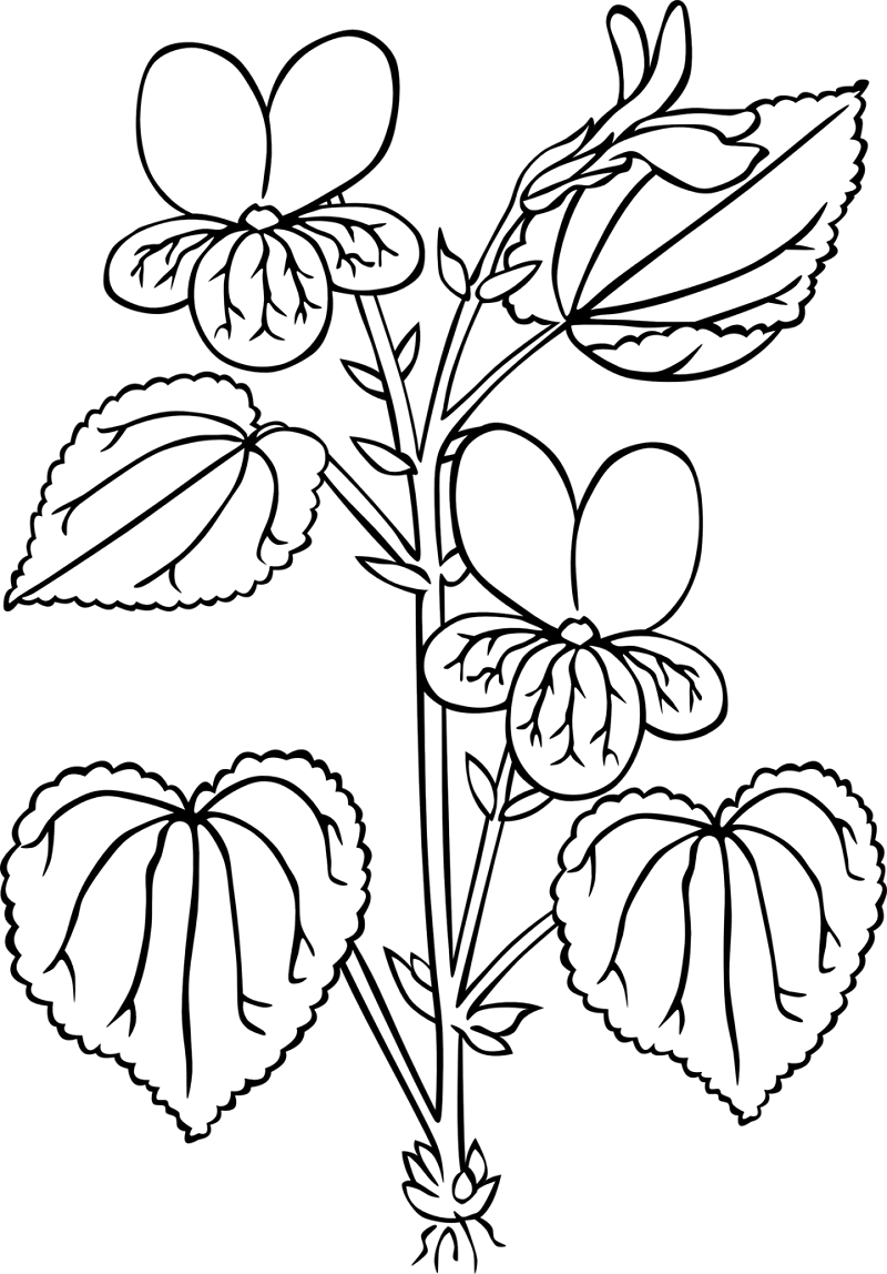 Desenho Violeta Pioneira para Colorir