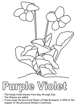 Desenho Violeta Roxa para Colorir