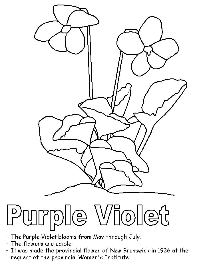 Desenho Violeta Roxa para Colorir
