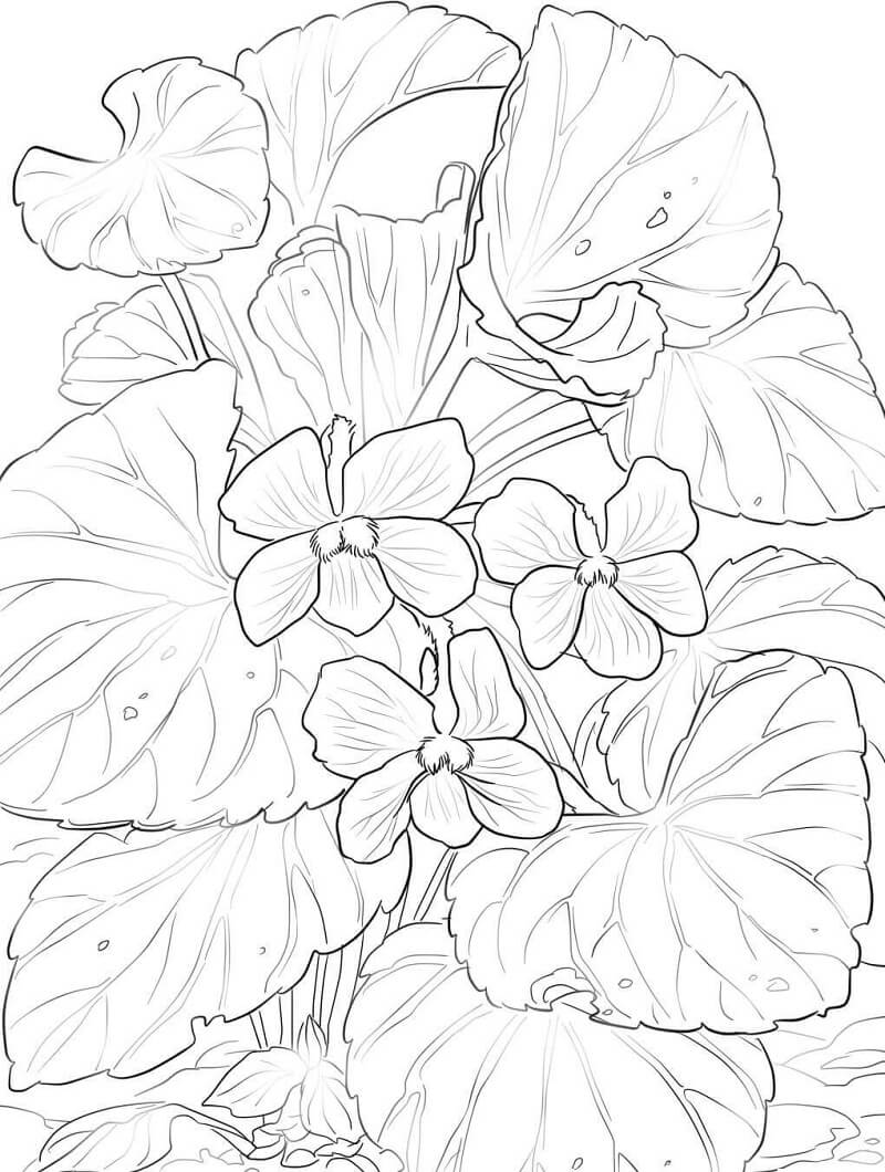 Desenhos de Violeta para Colorir