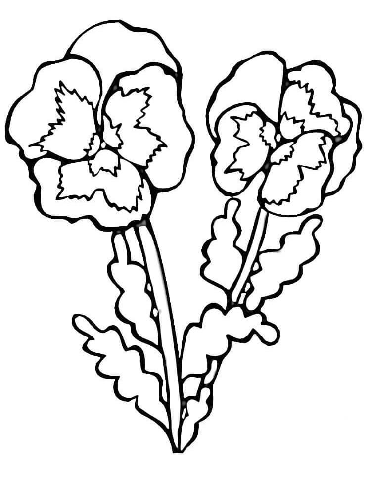 Desenho Violetas para Colorir 1