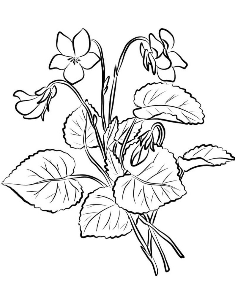 Desenho Violetas para Colorir