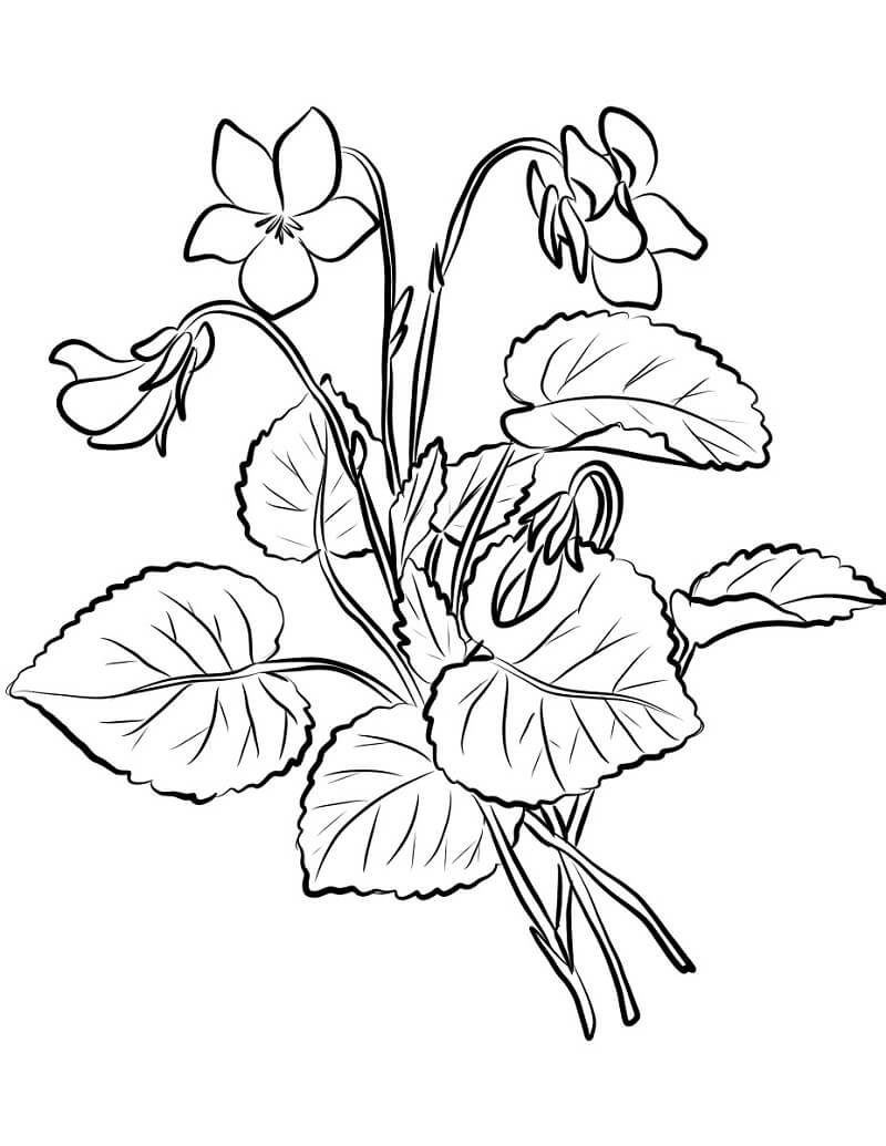 Desenho Violetas para Colorir