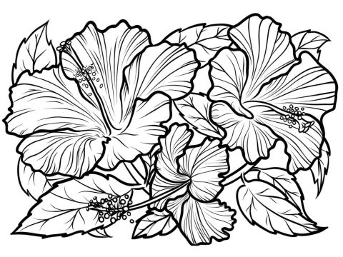 Desenho Imprimível de Flores de Hibisco para Colorir