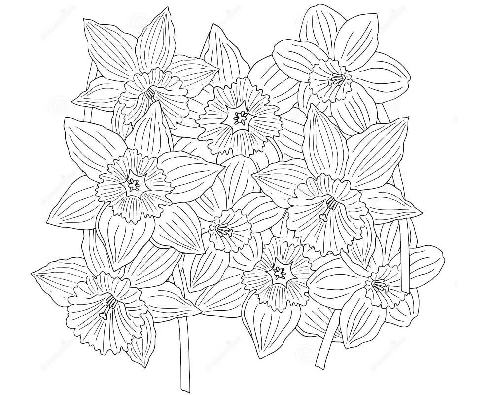 Desenho Imprimivel de Flores de Narciso para Colorir