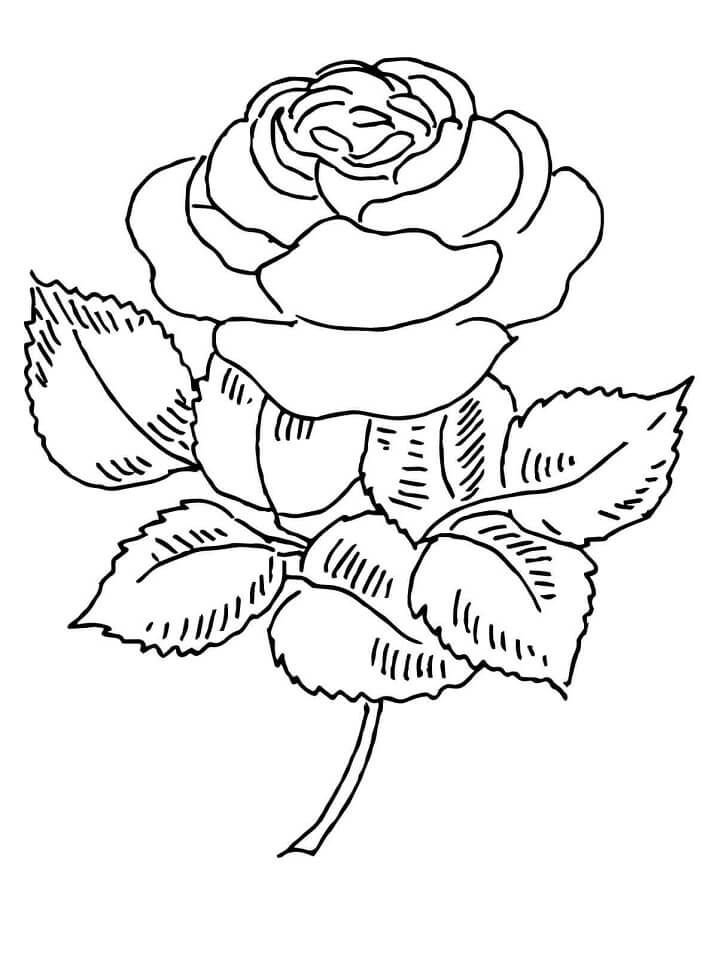 Desenhos de Flores para Colorir