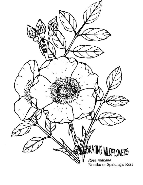 Desenho Rosa Nutkana para Colorir