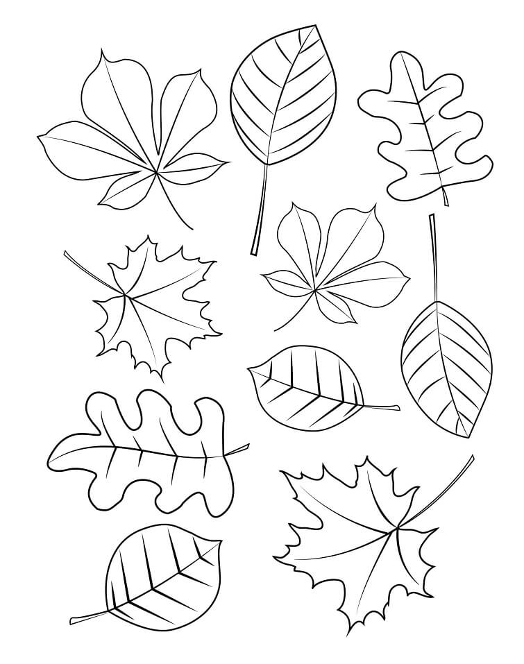 Desenho de Folha de Outono para Colorir Pdf