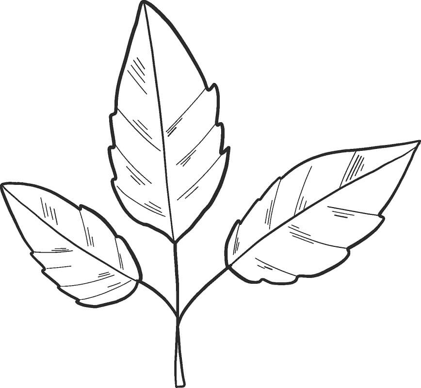 Desenho de Folha em Detalhe para Imprimir