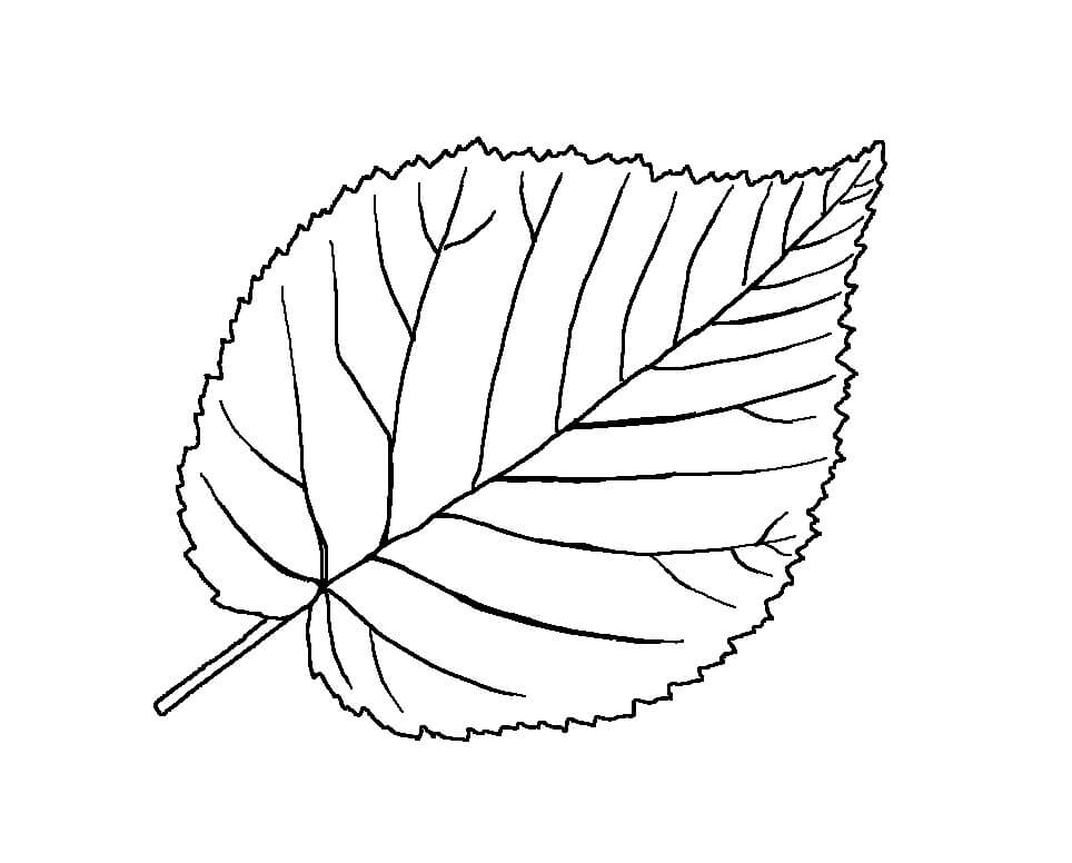 Desenho de Folha Fofa para Colorir Pdf