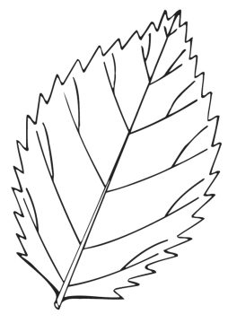 Desenho de Folha para Colorir Pdf