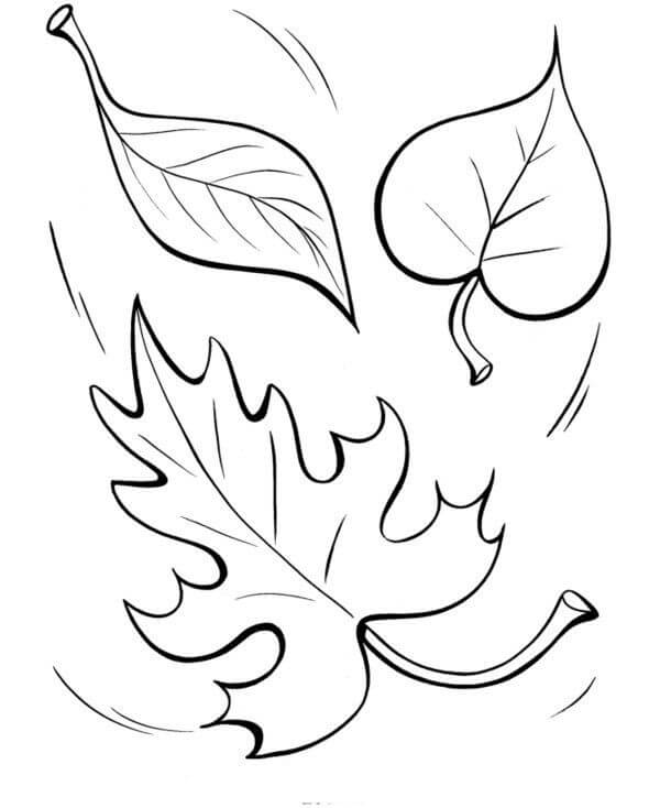 Desenho de Folha Secá para Colorir
