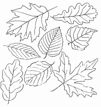 Desenho de Folha Tropical para Colorir