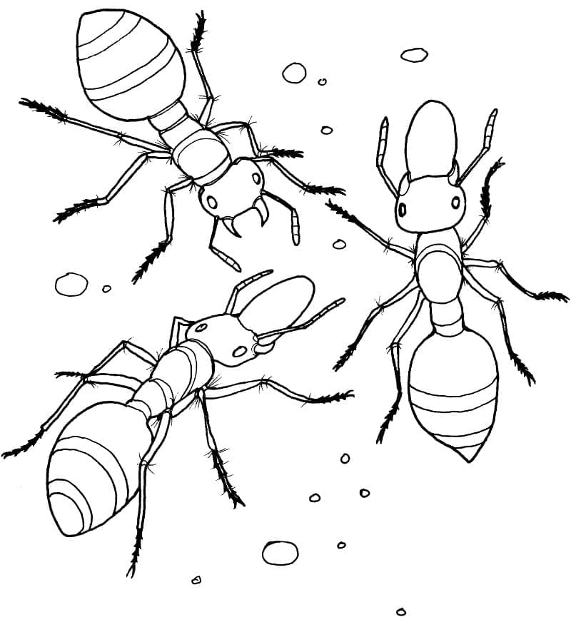 Desenho de Três Formigas para Colorir