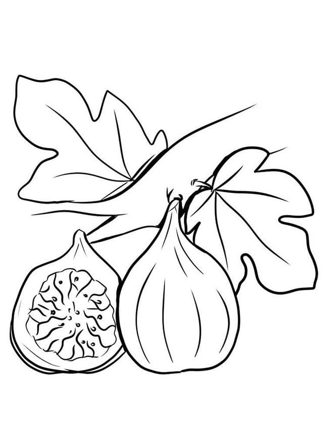 Desenho de Figo Bonito para Colorir Pdf