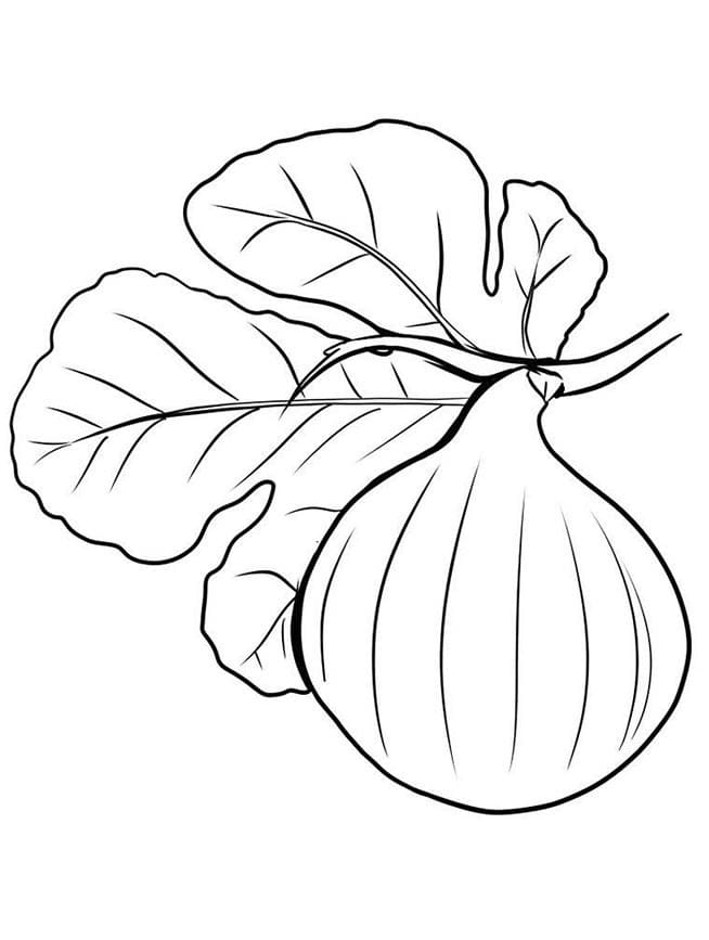 Desenho de Fruta de Figo para Colorir