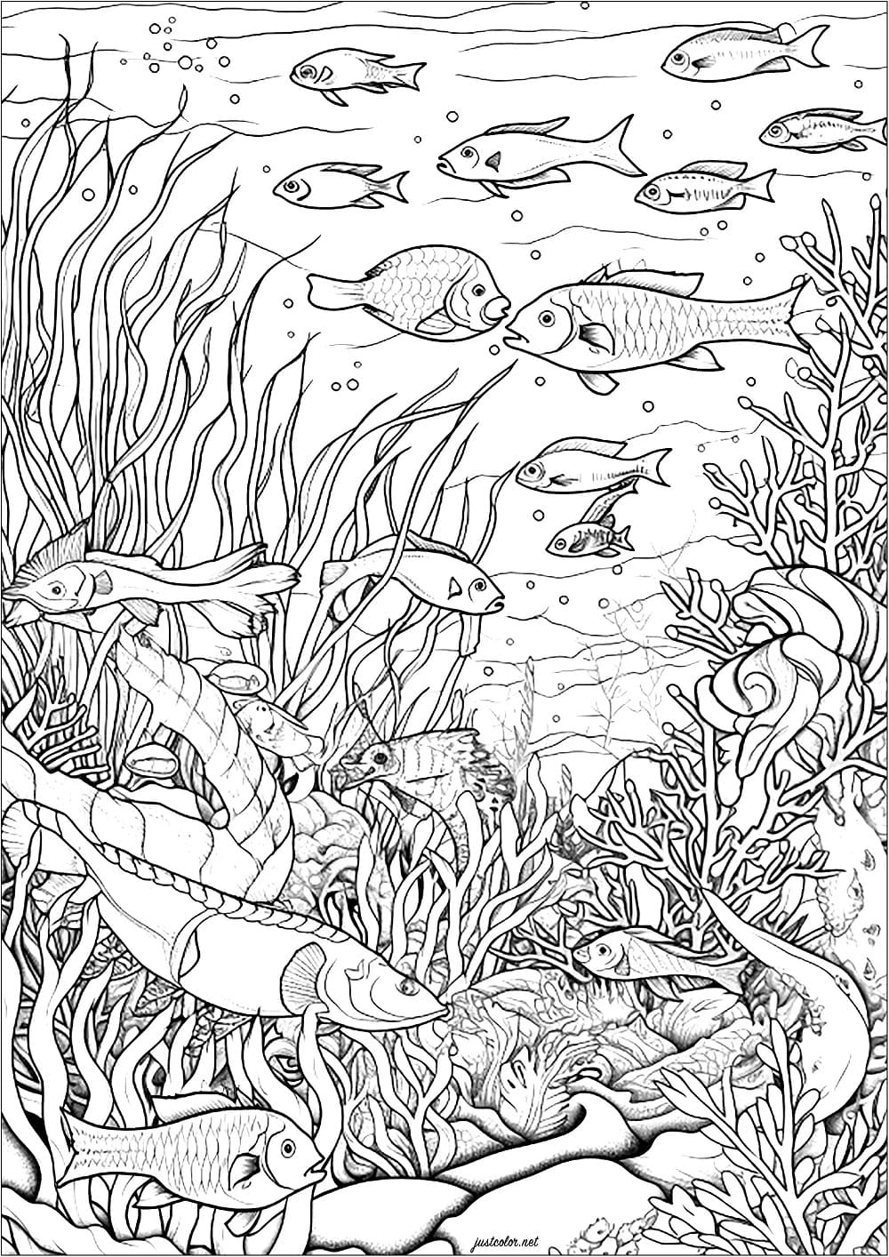 Desenho de Fundo do Mar para Crianças para Colorir