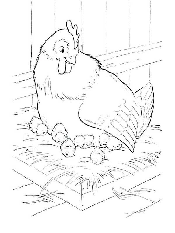 Desenho de Galinha com Seus Pintinhos para Colorir