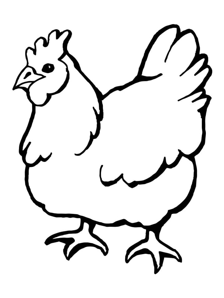 Desenho de Galinha Doméstica para Colorir