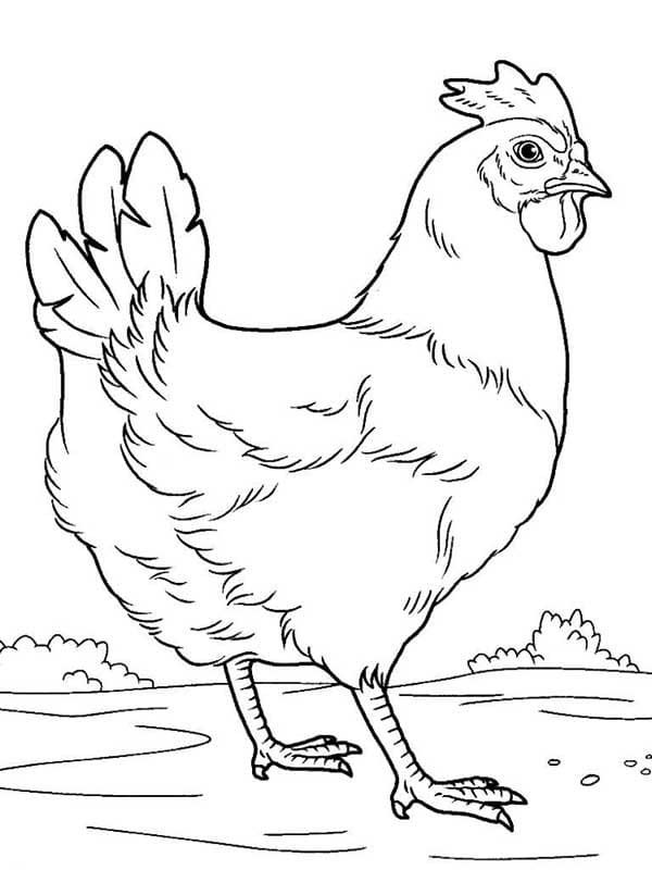 Desenho de Galinha Grátis para Crianças para Colorir