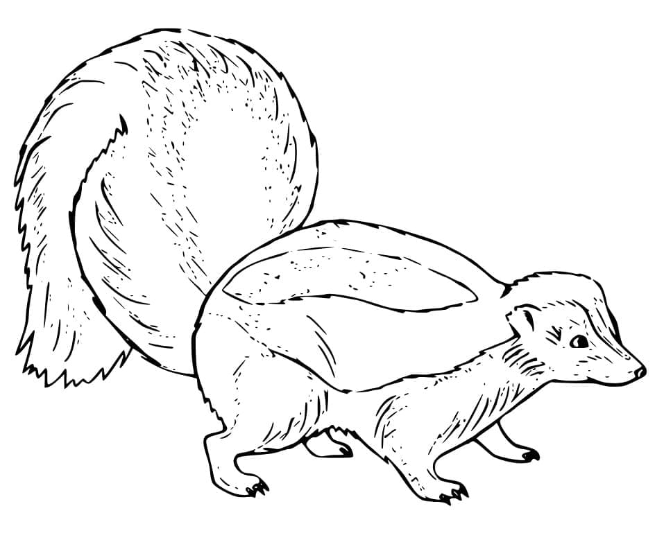 Desenho de Gambá Bonito para Colorir Pdf