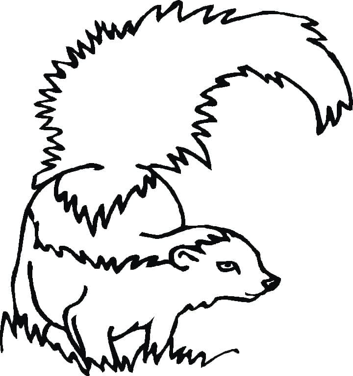 Desenho de Gambá Imprimivel Download