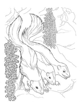 Desenho gambás para Colorir