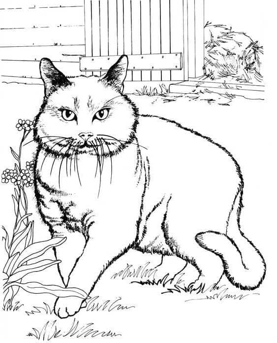 Desenho Gato Gordo para Colorir